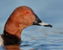 Pochard01.jpg