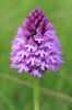 Pyramidal_Orchid070621-01.jpg