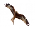 Red-Kite.jpg