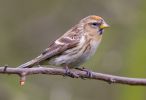 Redpoll090307-116.jpg