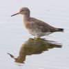 Redshank080921-0289.jpg