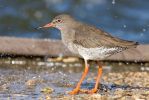 Redshank1.jpg