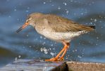 Redshank2.jpg