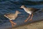 Redshank~0.jpg