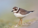 Ringed-Plover01b.jpg