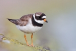 Ringed-Plover02.jpg