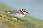 Ringed-Plover04.jpg