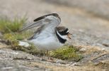 Ringed_Plover~0.jpg