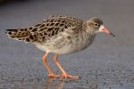 Ruff100103-4237.jpg