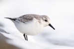 Sanderling_20130126_Toft-Newton_0010.jpg