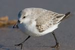 Sanderling~0.jpg