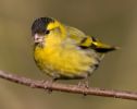 Siskin100302-4571.jpg