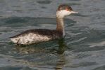 Slavonian_Grebe071103-6884.jpg