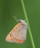 Small-Copper4~0.jpg