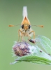 Small_Skipper2.jpg