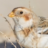 Snow-Bunting.jpg