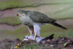 Sparrowhawk1~0.jpg