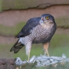 Sparrowhawk2~0.jpg