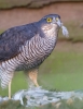 Sparrowhawk~0.jpg