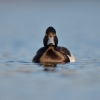 Tufted-Duck04.jpg