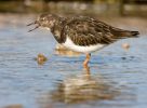 Turnstone~3.jpg