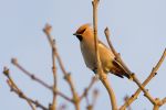 Waxwing.jpg