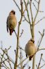 Waxwing080202-0875.jpg