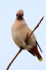 Waxwing_20111222_Lincoln_6585.jpg