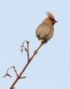 Waxwing~1.jpg