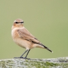 WheatearToftNewton.jpg