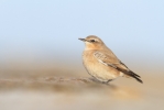 Wheatear~5.jpg