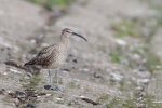 Whimbrel01.jpg