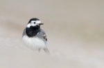 White-Wagtail.jpg