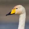 Whooper_Swan110429-4987.jpg