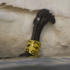 Filename=Whooper_ring.jpg
Filesize=81KiB
Dimensions=500x500
Date added=Apr 29, 2011 Whooper_ring.jpg