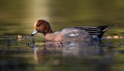 Wigeon.jpg