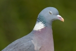 Wood_Pigeon.jpg