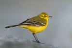 Yellow-Wagtail16.jpg