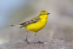 Yellow-Wagtail2.jpg