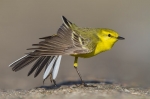 Yellow-Wagtail6.jpg