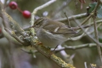 Yellow-browed-Warbler01.jpg