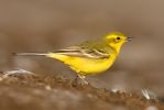 Yellow_Wagtail100426-9686.jpg