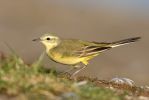 Yellow_Wagtail100426-9692.jpg