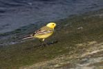 Filename=Yellow_Wagtail_140408.jpg
Filesize=114KiB
Dimensions=700x467
Date added=Apr 19, 2008 Yellow_Wagtail_140408.jpg