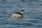 Black_necked_Grebe.jpg