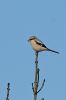 Great_Grey_Shrike.jpg