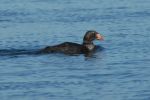 Filename=King_EiderLR.jpg
Filesize=100KiB
Dimensions=709x471
Date added=Sep 13, 2009 King_EiderLR.jpg