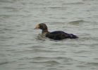 Filename=King_Eider_1_Cut_End_17_09_09.jpg
Filesize=42KiB
Dimensions=659x471
Date added=Sep 20, 2009 King_Eider_1_Cut_End_17_09_09.jpg