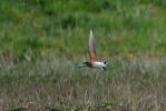 Filename=Oriental_Pratincole4LR.jpg
Filesize=59KiB
Dimensions=625x417
Date added=May 09, 2010 Oriental_Pratincole4LR.jpg