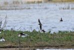 Oriental_Pratincole_3LR.jpg